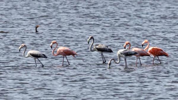 在外滩发现的热带粉红色火烈鸟他们是怎么到北卡罗来纳的？